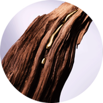 Кадър на дърво с блестяща златиста капка смола, контрастираща с текстурата на повърхността.