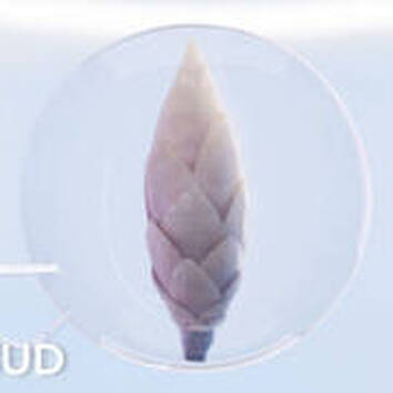 Close-up of a white flower bud in a petri dish, showcasing its intricate petal structure against a light background.