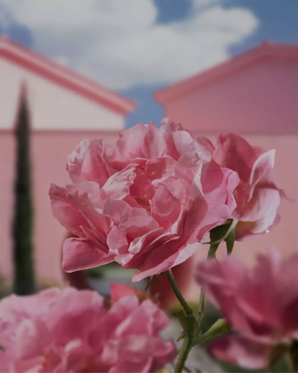 Domaine de la Rose на Lancome