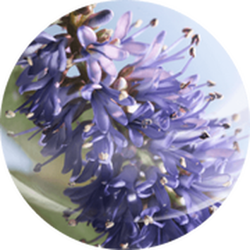 Снимка на лилави цветя с деликатни венчелистчета на светъл фон.