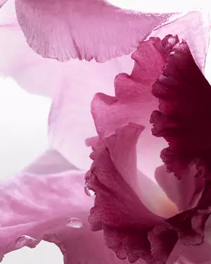 Илюстрация на цветесен аромат Lancome